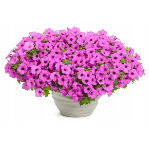 Supertunia VISTA fioletowa Jazzberry⌇ Hybrida surfinia  2 szt