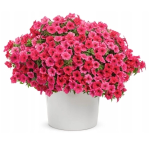  Supertunia VISTA różowa Fuschia ⌇ Hybrida surfinia 2 szt