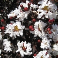 Lagerstroemia Pure White z serii Black Solitare
