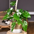 Filodendron White Princess sadzonka