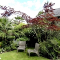 Albicja Eveys's Pride Albizia julibrissin uprawa w ogrodzie