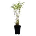 Bambus Mrozoodporny Czerwony Fargesia RED DRAGON donica 1L