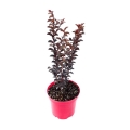 Lagerstroemia Black Solitaire Shell Pink sadzonka