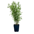 Bambus Fargesia black pearl sadzonka w donicy 5L