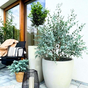 Eukaliptus Niebieski Azura ⌇ Eucalyptus gunni C7