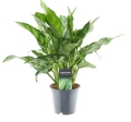 aglaonema-maria-sadzonka.jpg