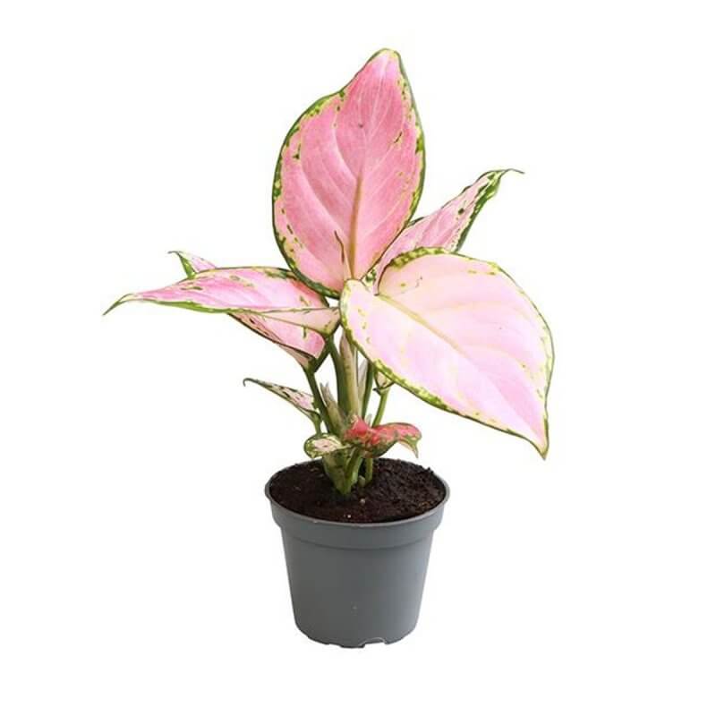 sadzonka-aglaonema-red-zircon.jpg