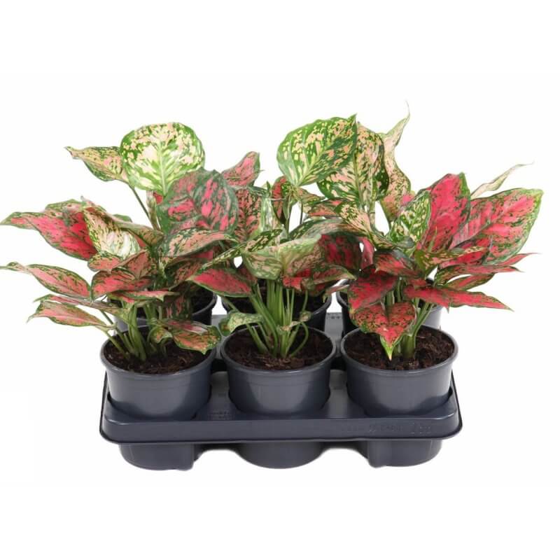 sadzonki-aglaonema-red-valentine.jpg