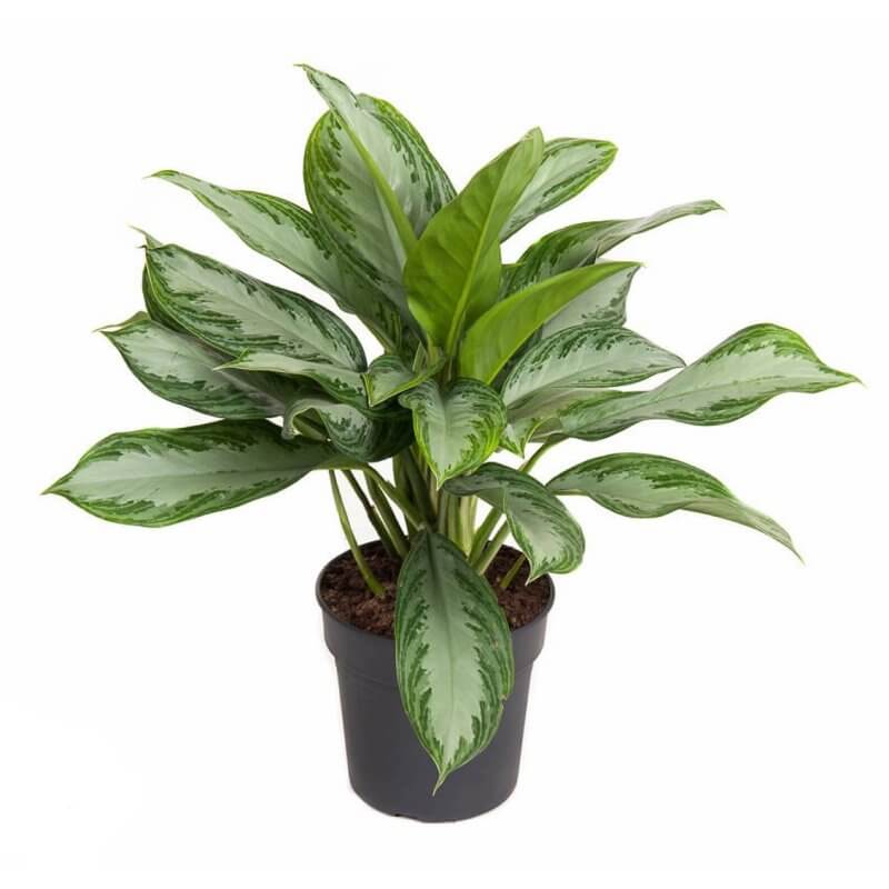 sadzonka-aglaonema-silver-bay.jpg