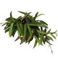 sadzonka-hoya-wayetii.jpg