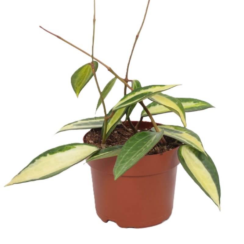 sadzonka-hoya-latifolia-pot-of-gold.jpg