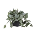 sadzonka-hoya-krohniana-eskimo.jpg