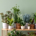 roslinne-aranzacje-kroton-trojskrzyn-variegatum-petra.jpg