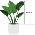 scindapsus-silvery-ann-wysokosc-rosliny-bez-donicy.jpg