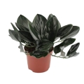 sadzonka-scindapsus-treubii-dark-form.jpg