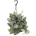 sadzonka-scindapsus-pictus-silvery-ann-w-wiszacym-koszu.jpg