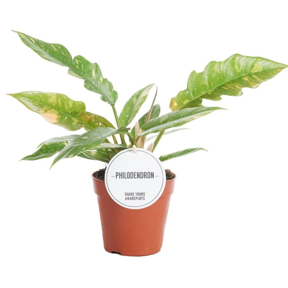 filodendron-ring-of-fire-sadzonka.jpg