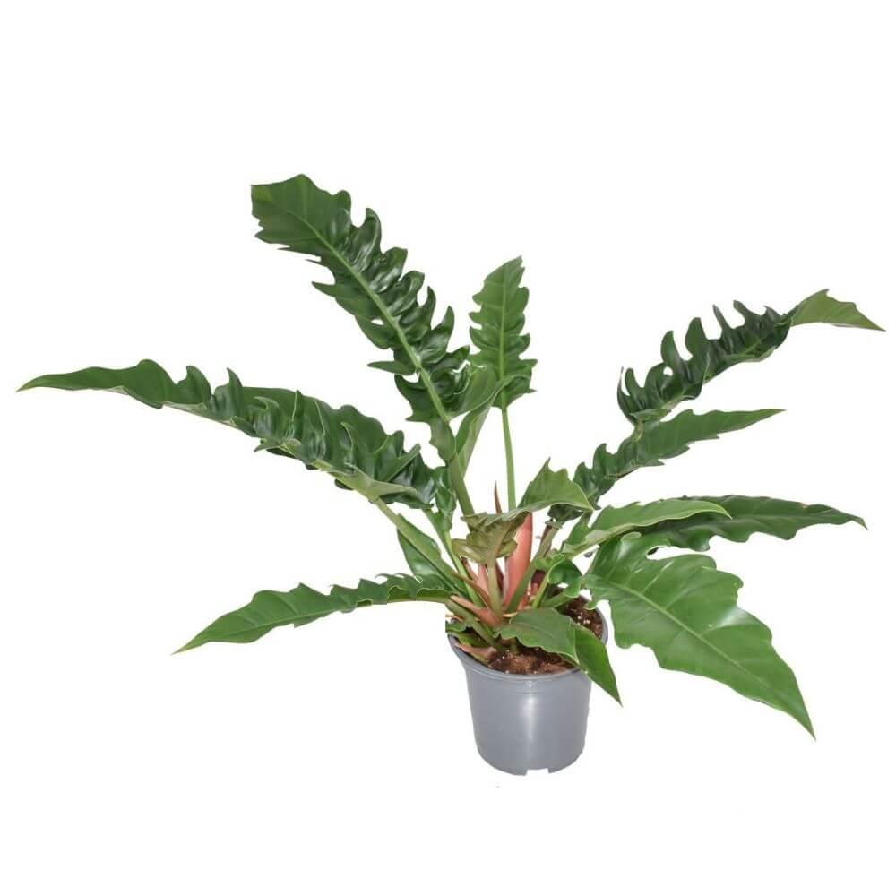 filodendron-narrow-escape-sadzonka.jpg