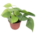 filodendron-pnacy-sadzonka.jpg