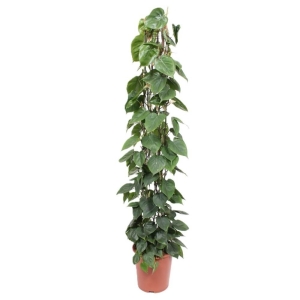Filodendron pnący XXL na paliku ⌇ Philodendron scandens P27