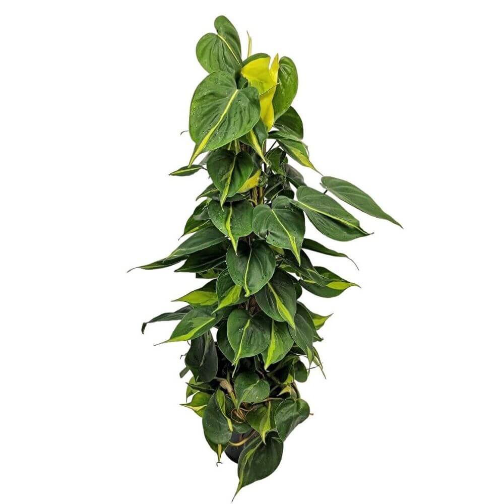 filodendron-brazil-l-sadzonka.jpg