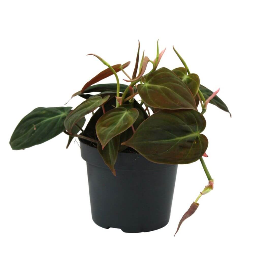 filodendron-pnacy-micans-p12-sadzonka.jpg