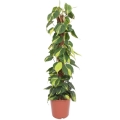 filodendron-brazil-xl-p24-sadzonka.jpg