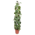 filodendron-brazil-xxl-p27-sadzonka.jpg