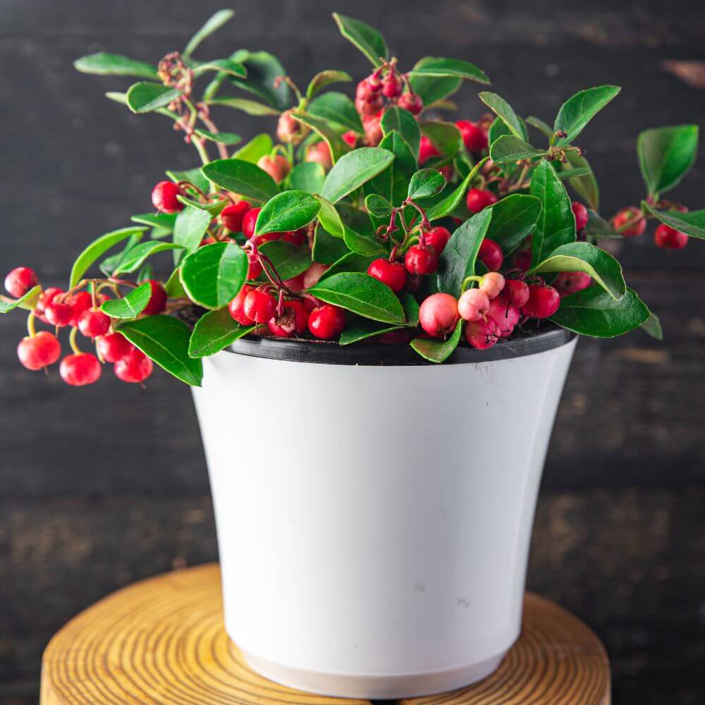 golteria-big-berry-p17-w-doniczce.jpg