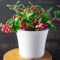 golteria-big-berry-p17-w-doniczce.jpg