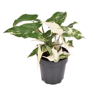 Syngonium Albo Variegatum ⌇ Syngonium podophyllum P12