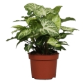 syngonium-arrow-p12-sadzonka.jpg