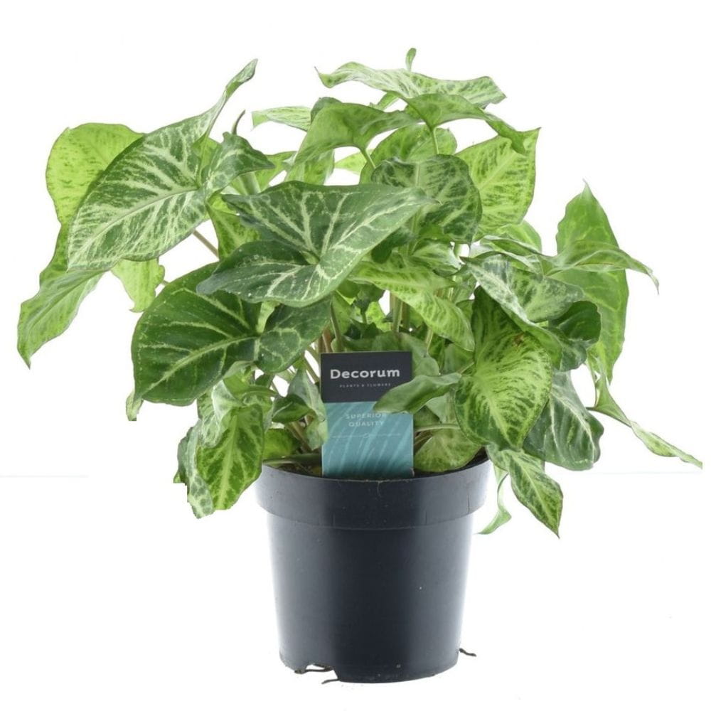 syngonium-arrow-feel-green-p14-sadzonka.jpg