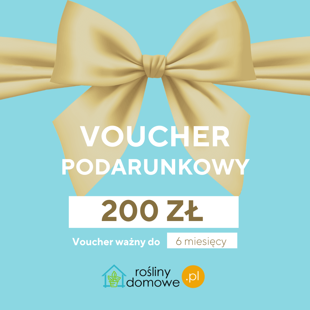 Voucher Bon podarunkowy 200 zł rośliny domowe