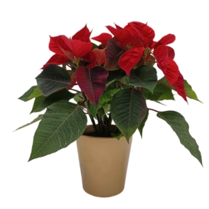 Gwiazda Betlejemska czerwona w złotej ceramicznej osłonce ⌇ Euphorbia pulcherrima
