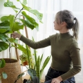 spical ulti mite pielęgnacja roślin domowych ochrona biologiczna