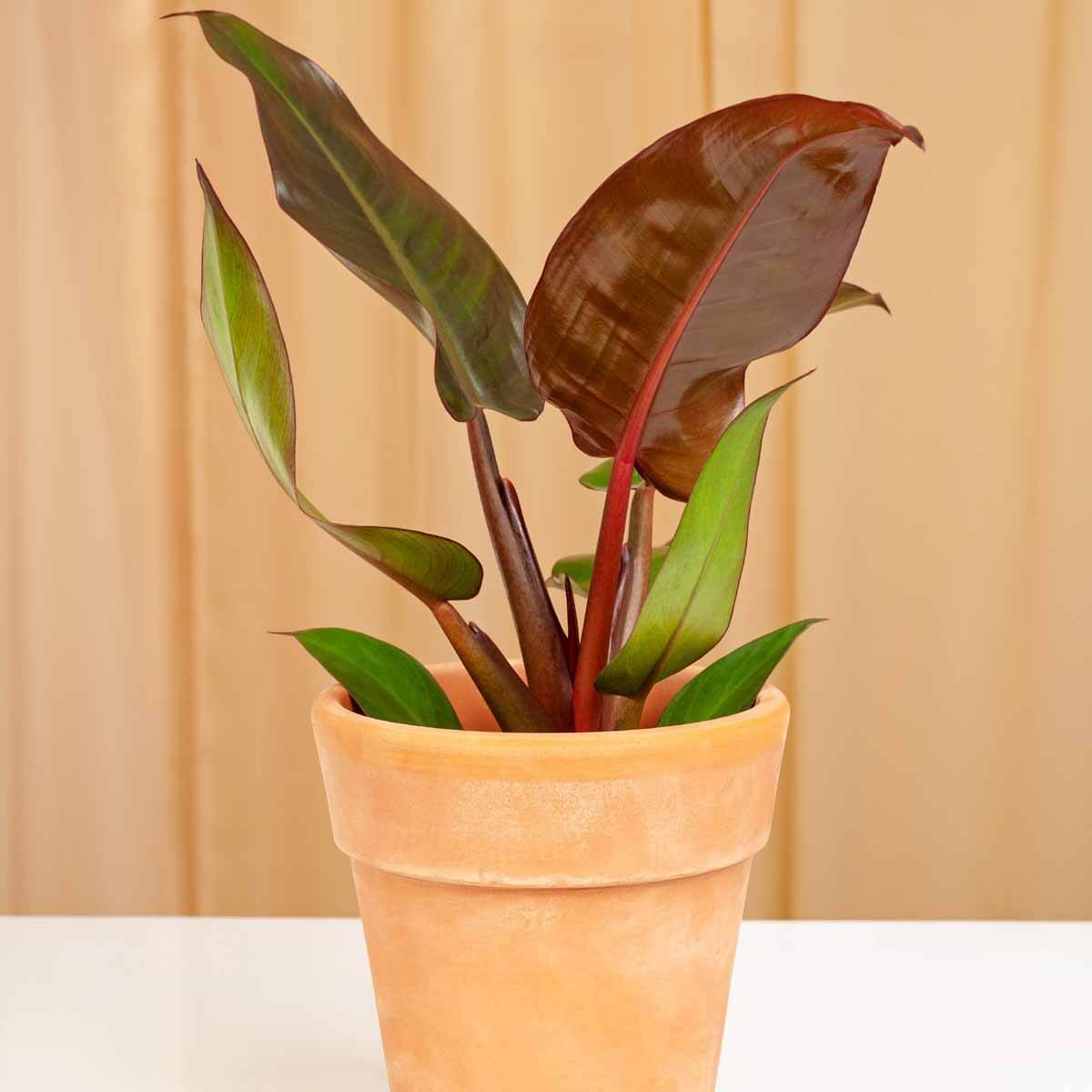 Filodendron Imperial Red sadzonka