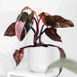 Filodendron Pink Princess ⌇ Philodendron