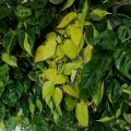 Filodebdron Lemon lime uprawa w biurze