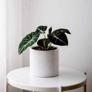 Alokazja Black Velvet ⌇ Alocasia