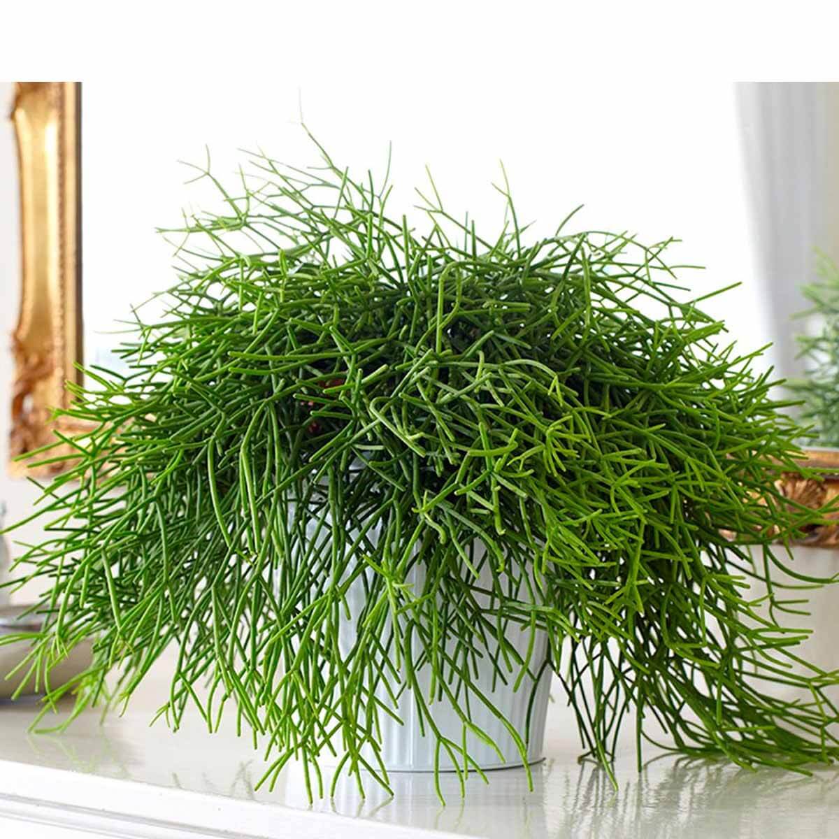 Patyczak Rhipsalis Oasis sadzonka