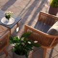 Skrzydłokwiat Silver Cupido patio