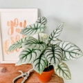 Alokazja Silver Dragon Alocasia sadzonka