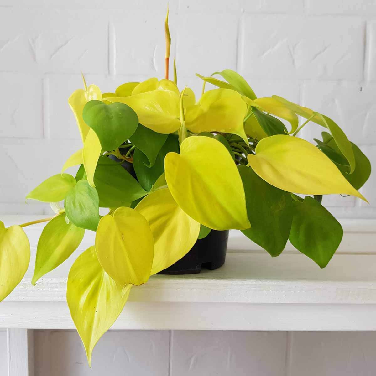 Filodendron lemon lime sadzonka