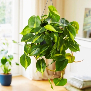 Filodendron Brasil ⌇ Philodendron