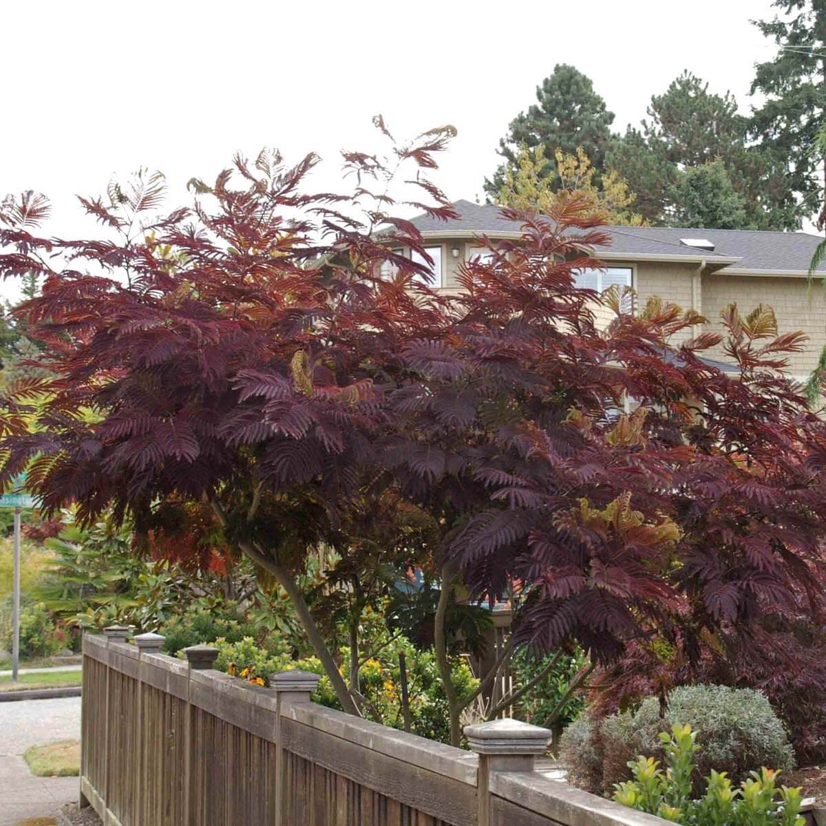Albicja Summer Chocolate  Albizia julibrissin sadzonka