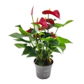 Anturium Sierra Anthurium kwiat