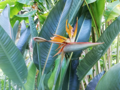 Teneryfa ogród botaniczny Puerto de la Cruz