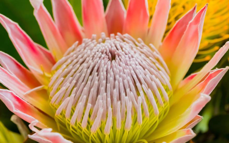 Fynbos