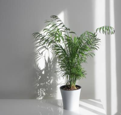 Palma Areka